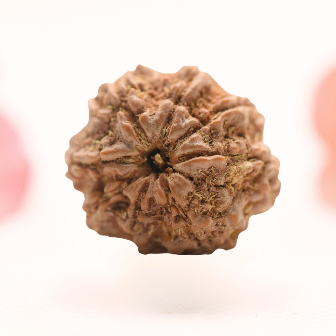 8 Mukhi Nepali Rudraksha - Regular