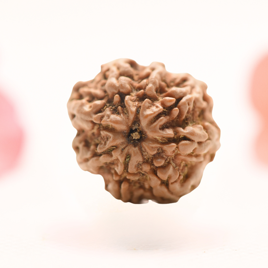 8 Mukhi Nepali Rudraksha - Regular