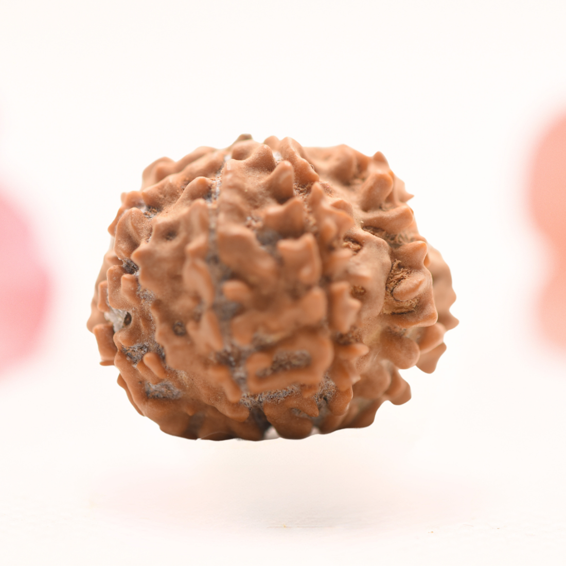 8 Mukhi Nepali Rudraksha - Regular