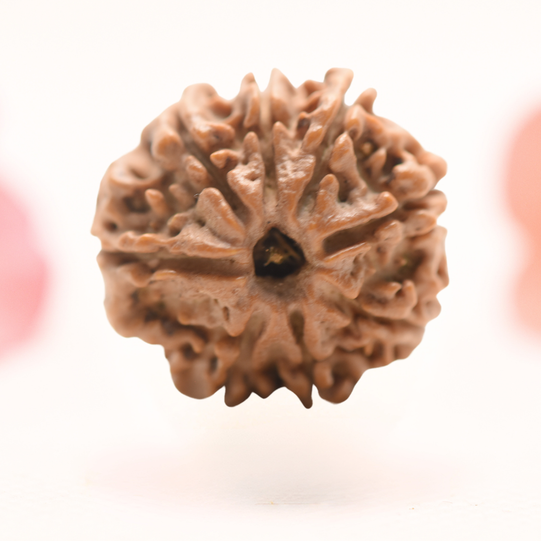 8 Mukhi Nepali Rudraksha - Regular