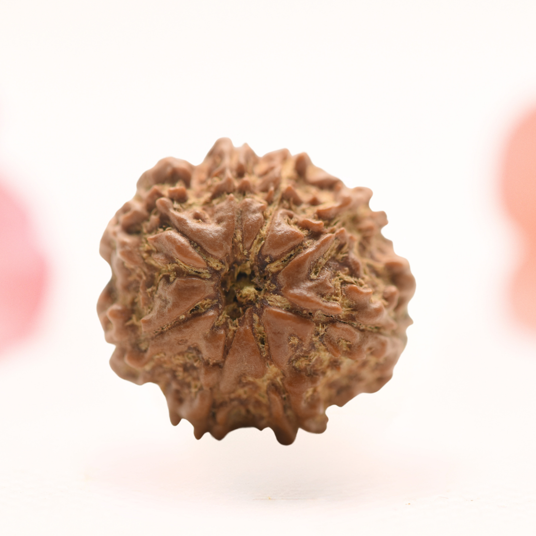 8 Mukhi Nepali Rudraksha - Regular