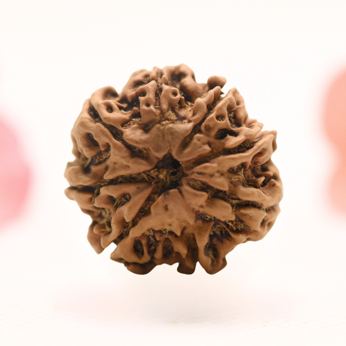 8 Mukhi Nepali Rudraksha - Regular