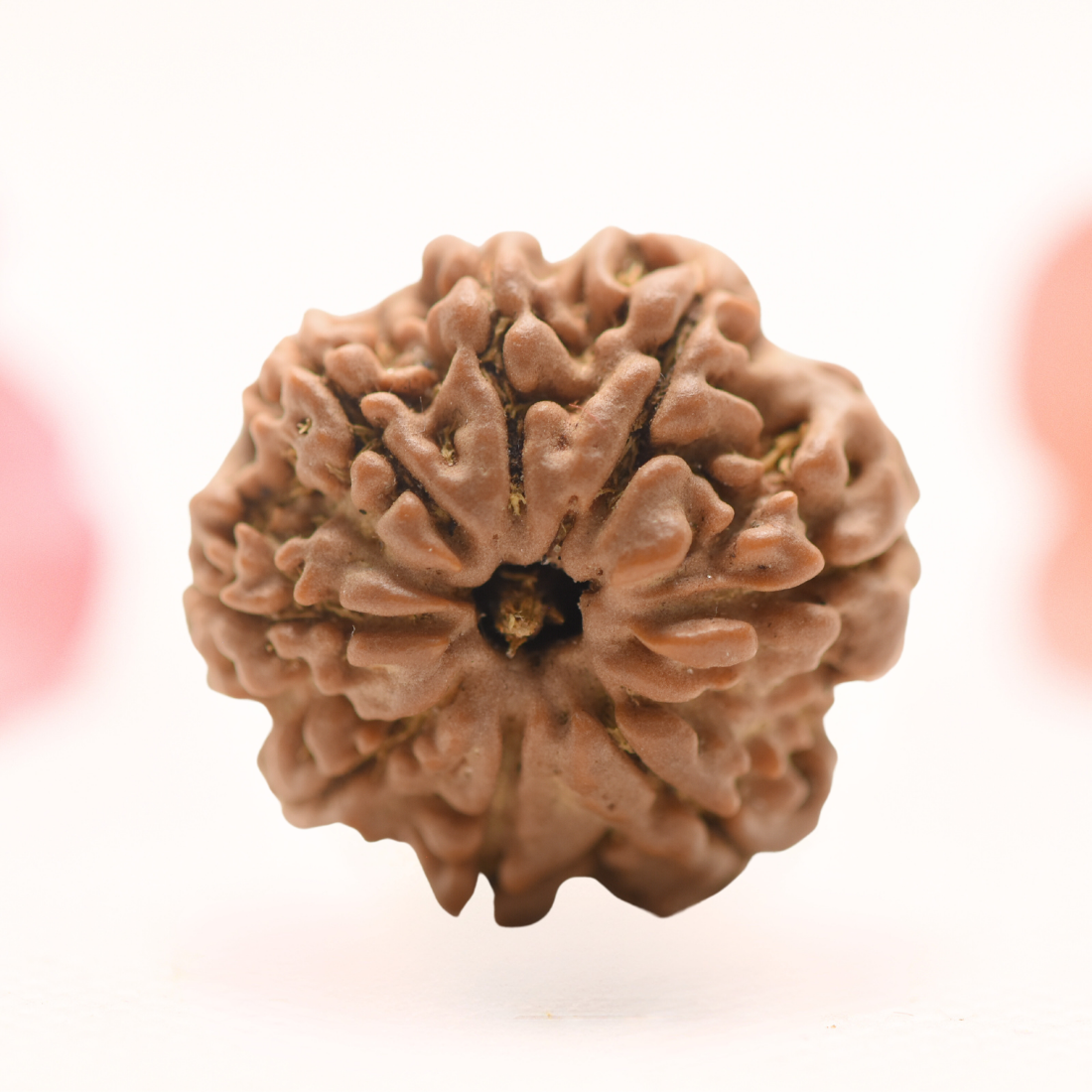 8 Mukhi Nepali Rudraksha - Regular