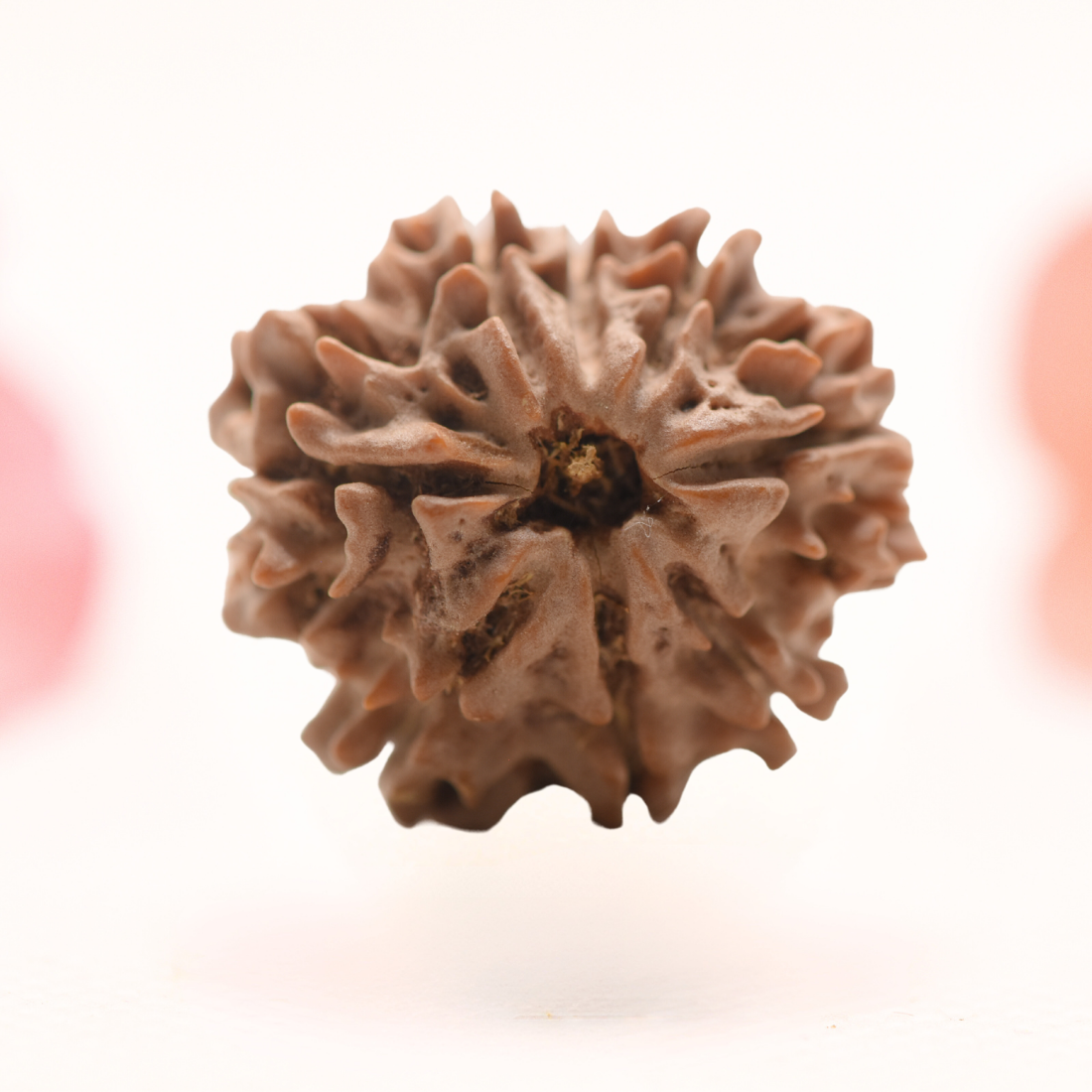 8 Mukhi Nepali Rudraksha - Regular