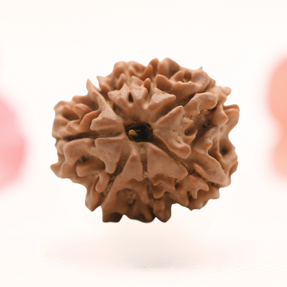 8 Mukhi Nepali Rudraksha - Regular