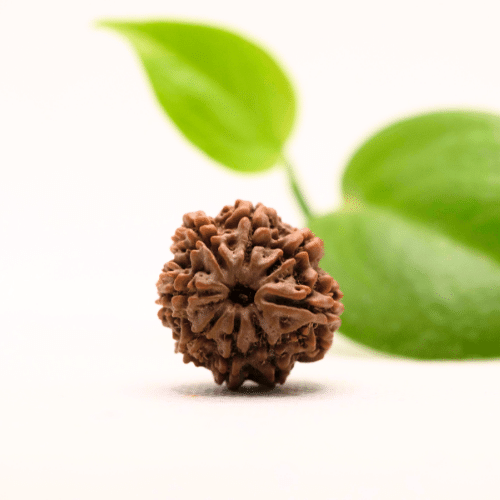 8 Mukhi Nepali Rudraksha - Regular