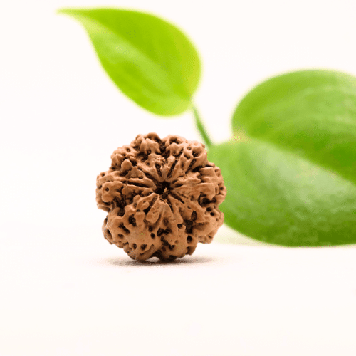 8 Mukhi Nepali Rudraksha - Regular