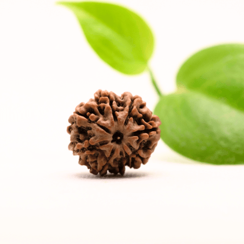8 Mukhi Nepali Rudraksha - Regular