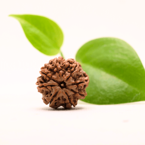 8 Mukhi Nepali Rudraksha - Regular