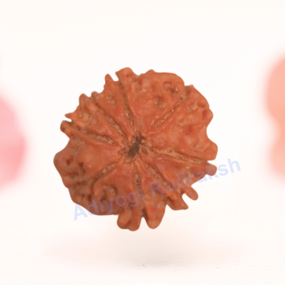 8 Mukhi Nepali Rudraksha - Regular