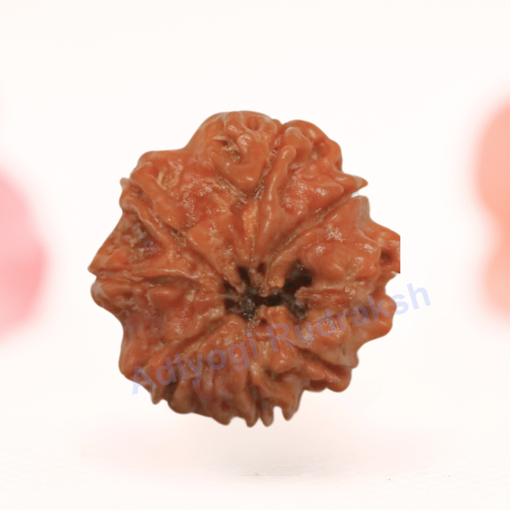 8 Mukhi Nepali Rudraksha - Regular