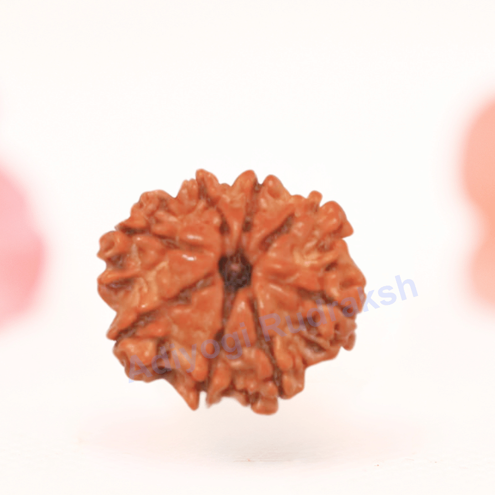8 Mukhi Nepali Rudraksha - Regular