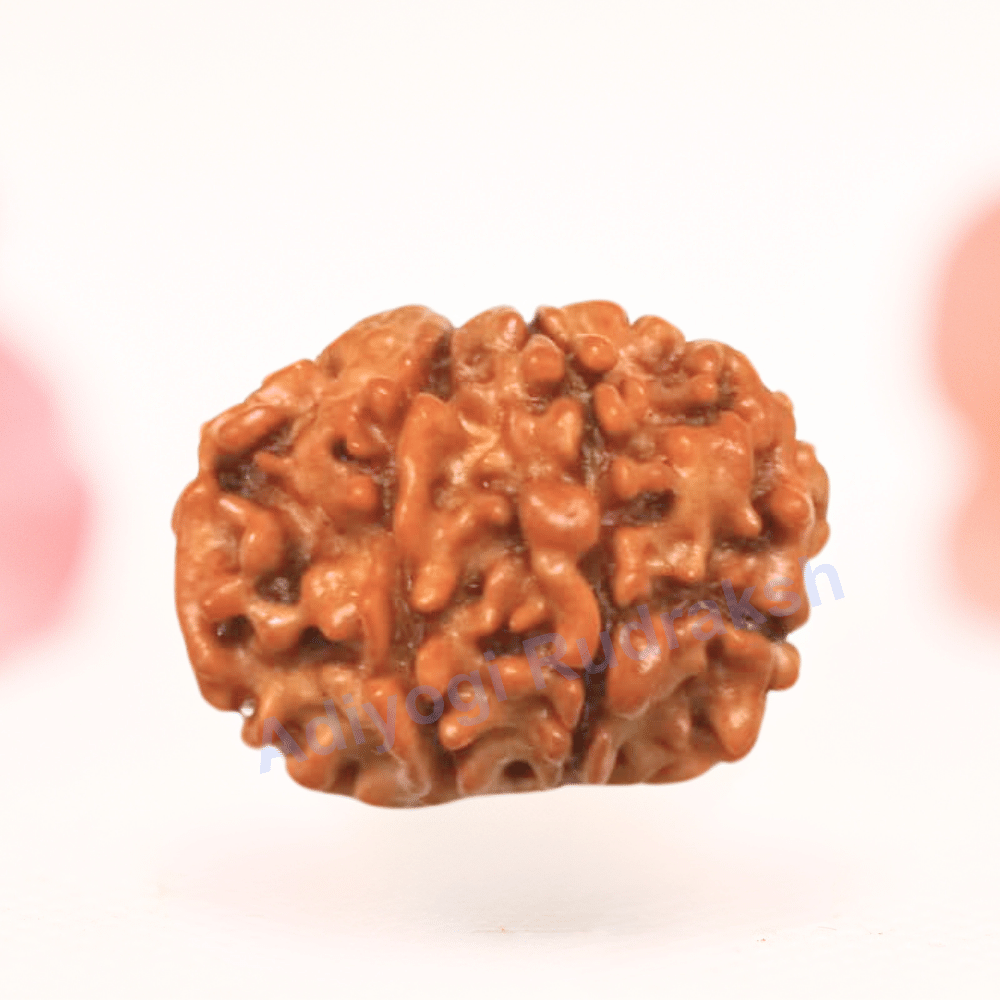 8 Mukhi Nepali Rudraksha - Regular