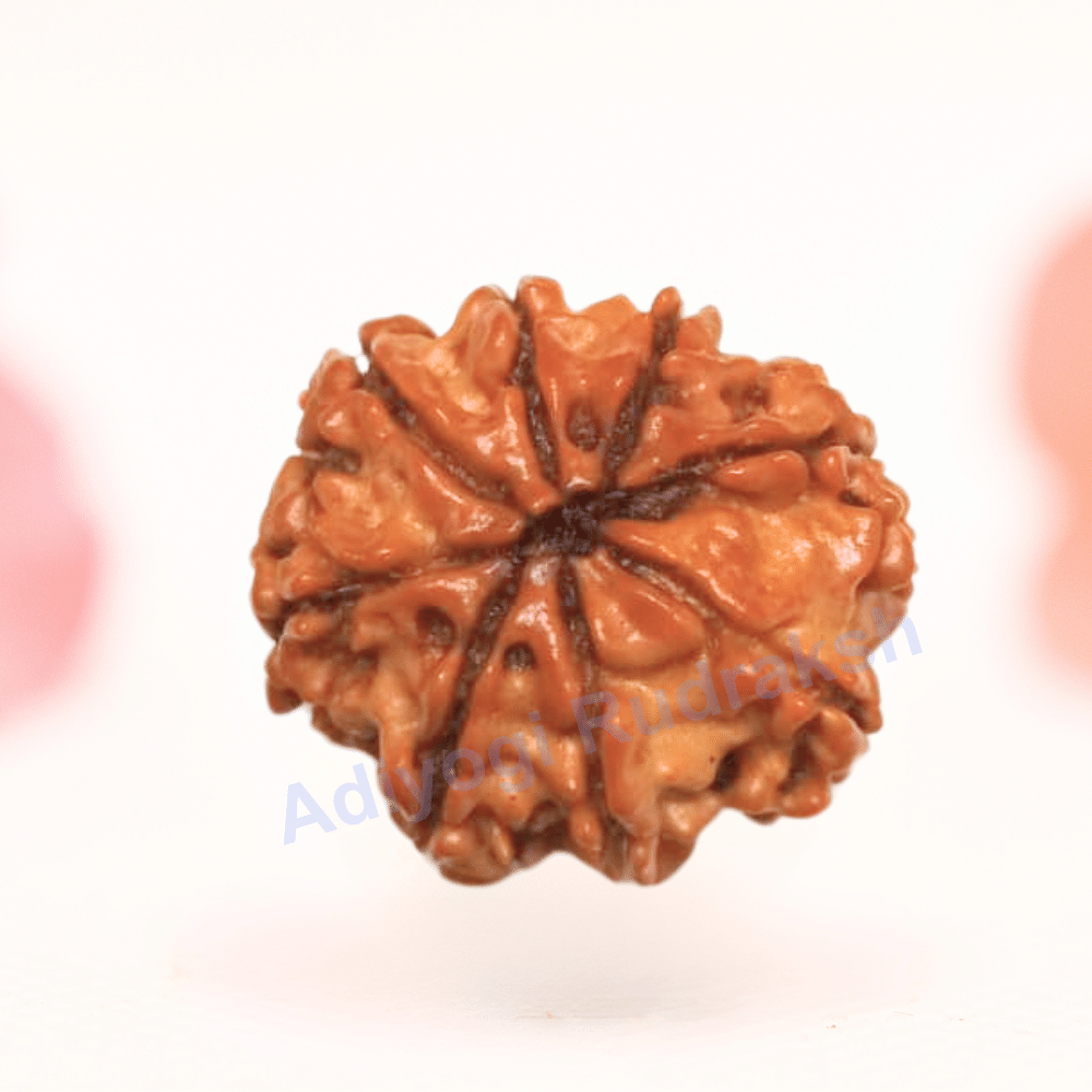 8 Mukhi Nepali Rudraksha - Regular