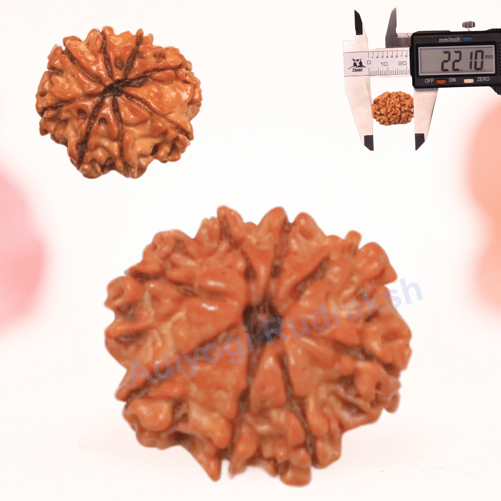 8 Mukhi Nepali Rudraksha - Regular