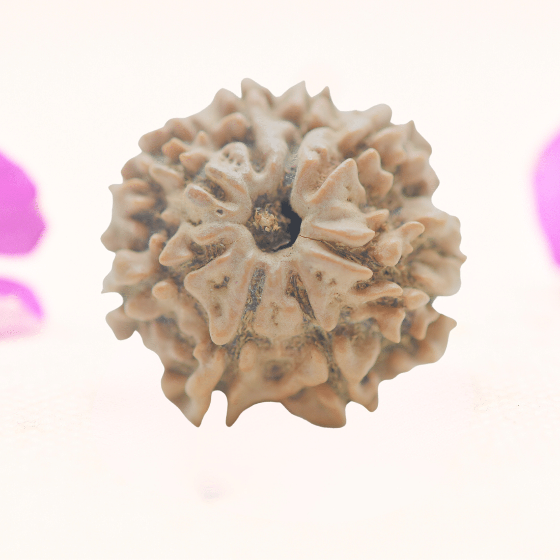 8 Mukhi Nepali Rudraksha - Regular