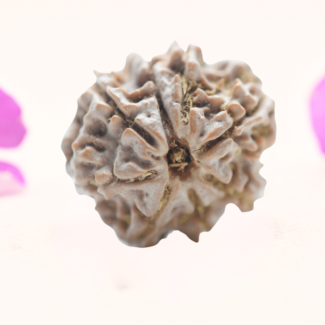 8 Mukhi Nepali Rudraksha - Regular