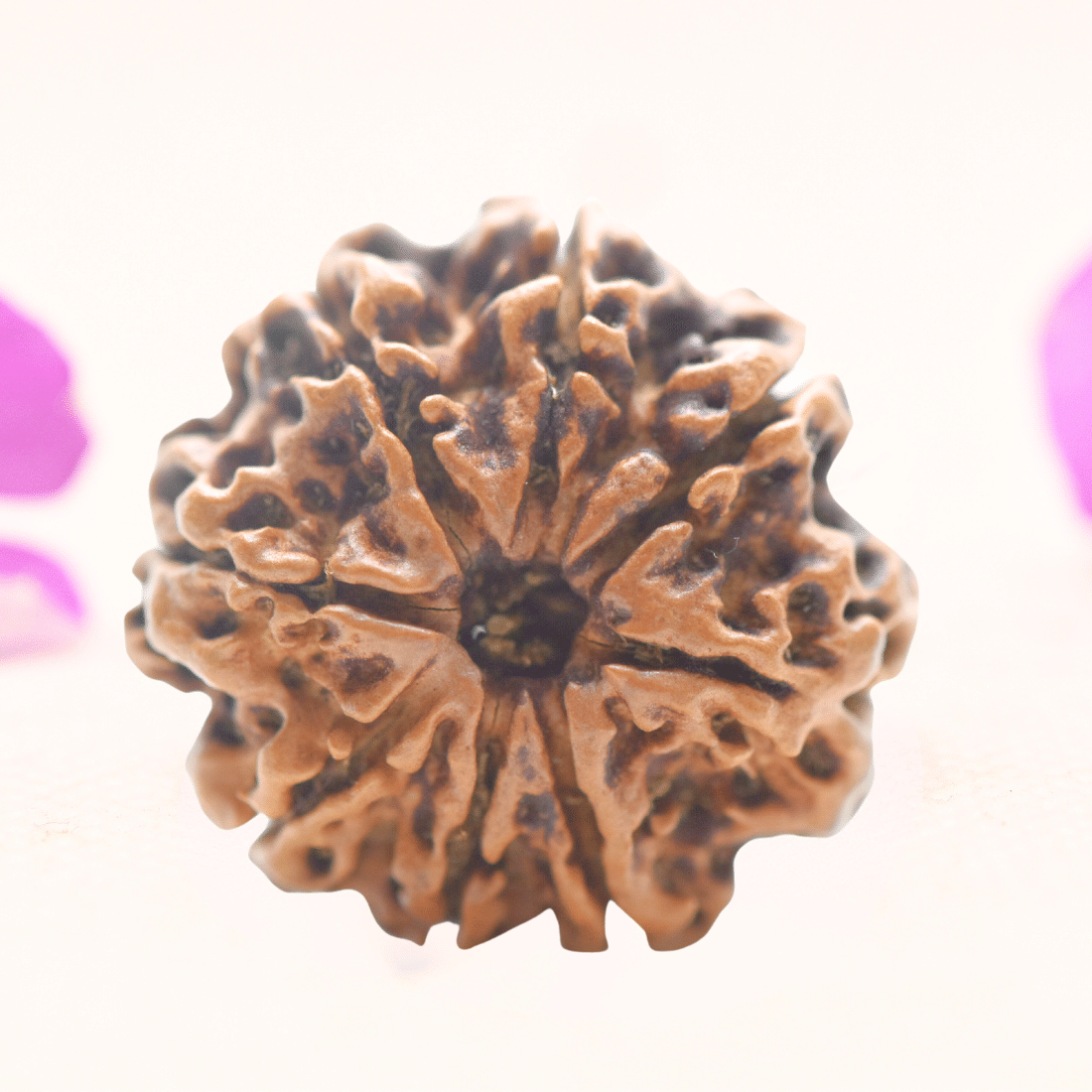8 Mukhi Nepali Rudraksha - Regular