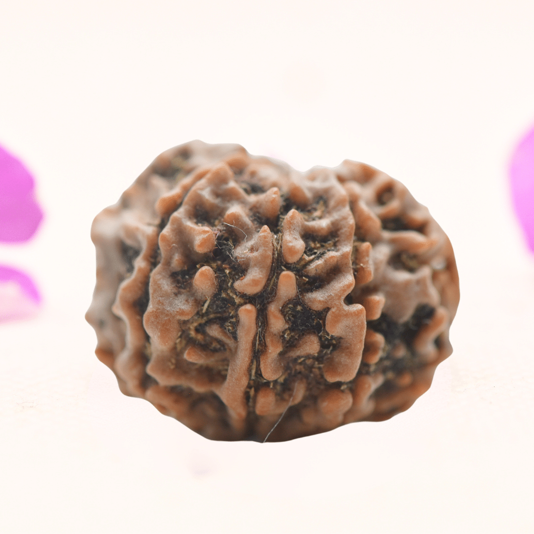 8 Mukhi Nepali Rudraksha - Regular