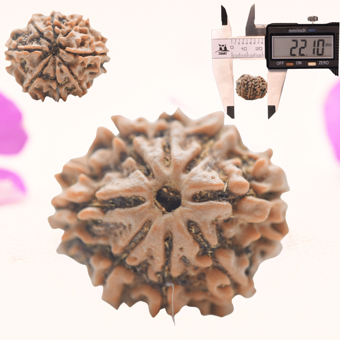 8 Mukhi Nepali Rudraksha - Regular