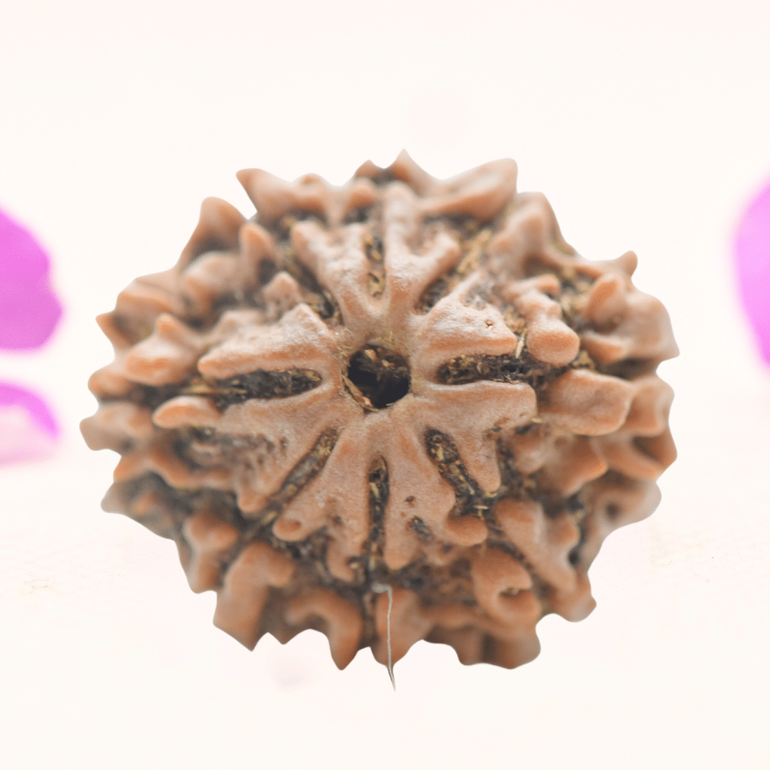 8 Mukhi Nepali Rudraksha - Regular