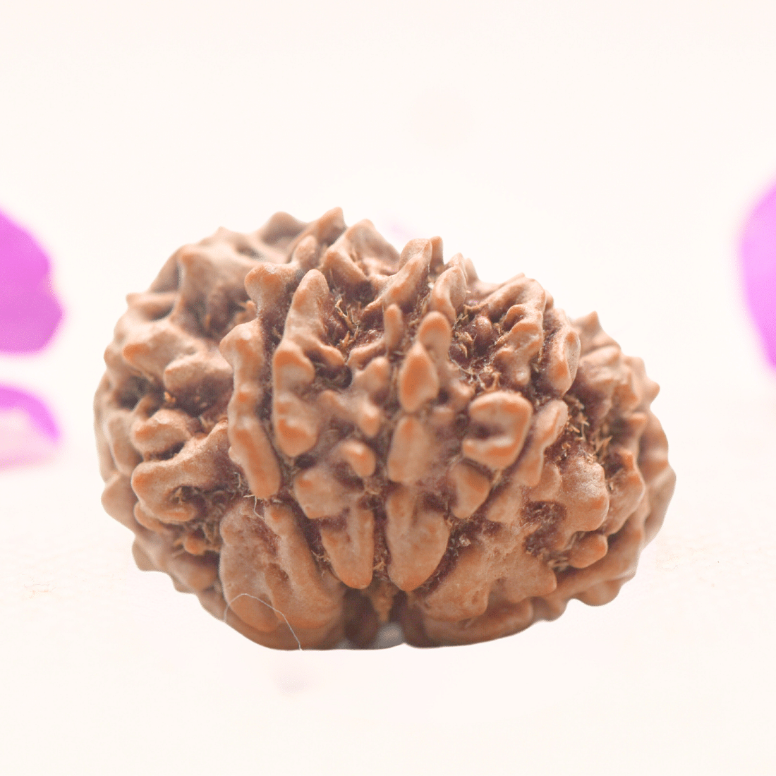 8 Mukhi Nepali Rudraksha - Regular