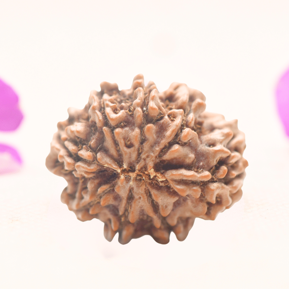 8 Mukhi Nepali Rudraksha - Regular