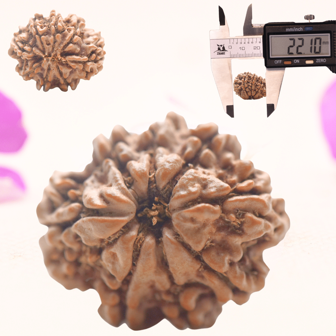 8 Mukhi Nepali Rudraksha - Regular