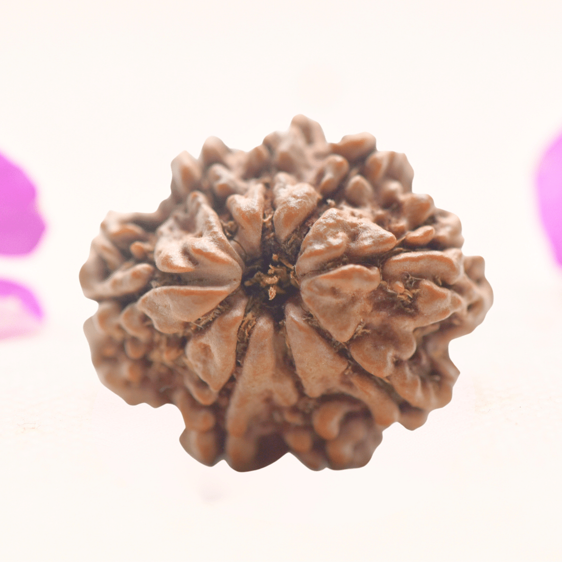 8 Mukhi Nepali Rudraksha - Regular