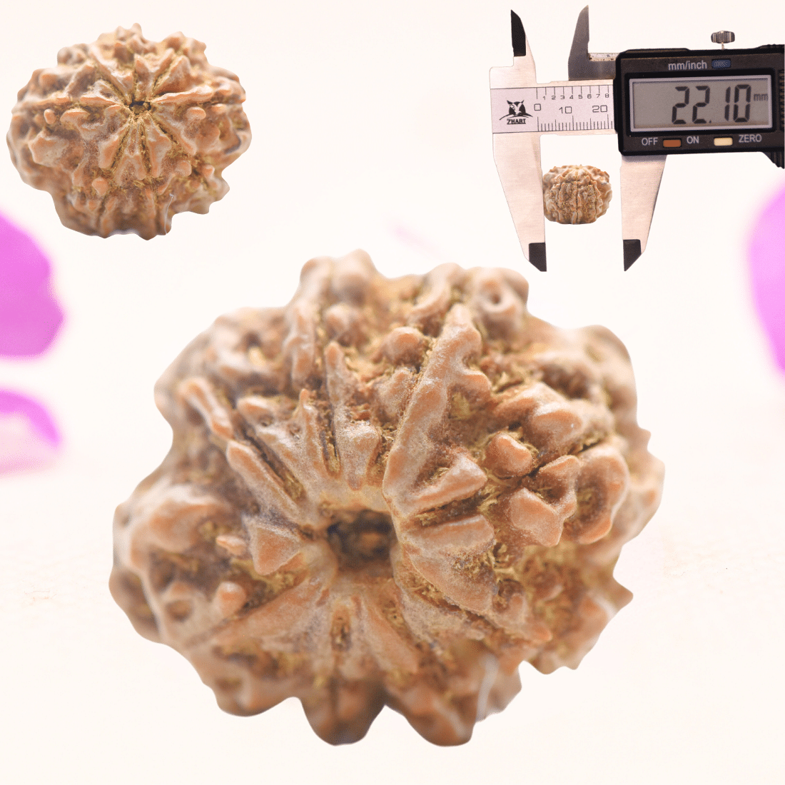 8 Mukhi Nepali Rudraksha - Regular