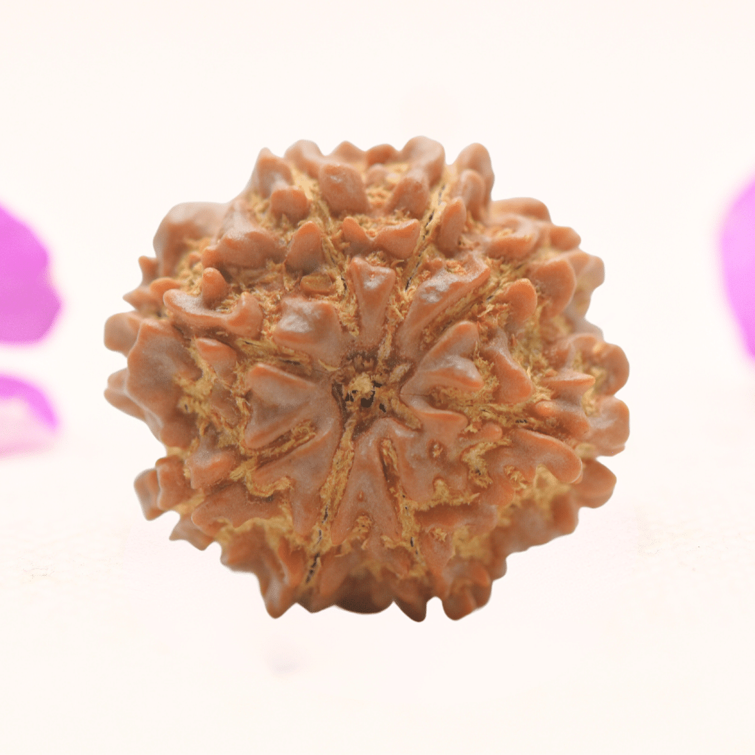 8 Mukhi Nepali Rudraksha - Regular