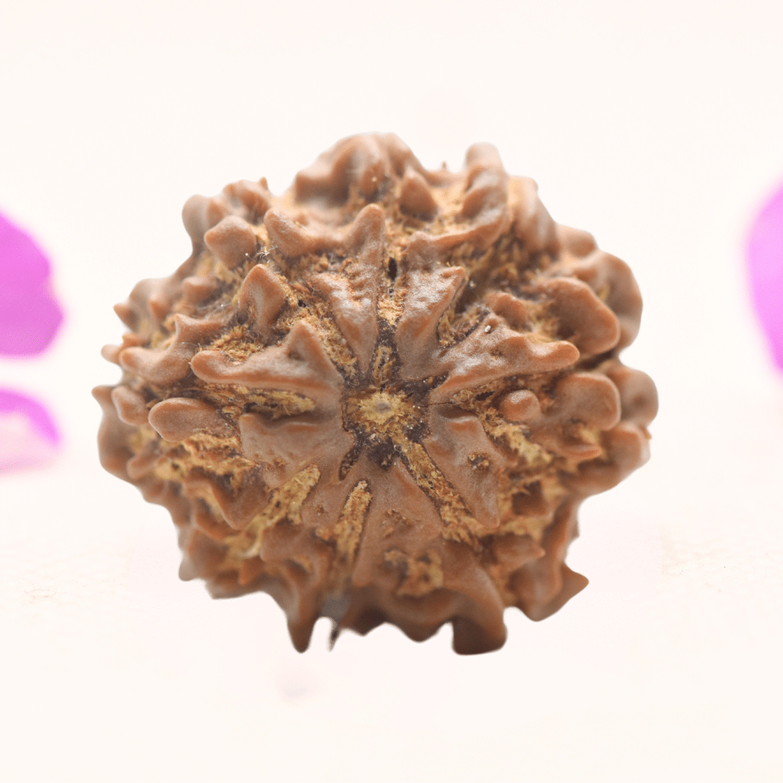 8 Mukhi Nepali Rudraksha - Regular