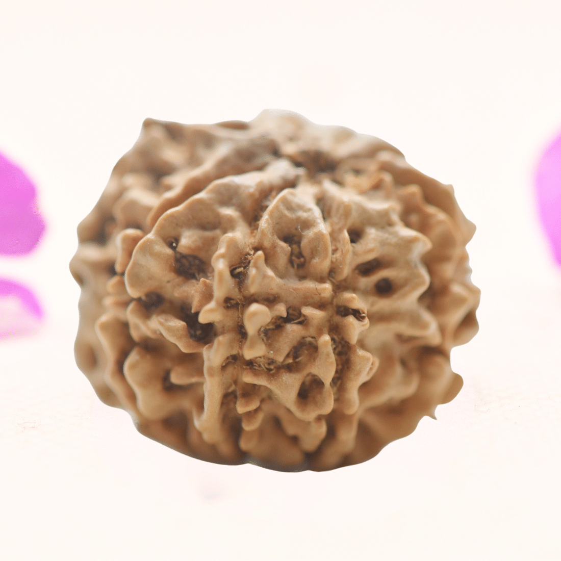 8 Mukhi Nepali Rudraksha - Regular