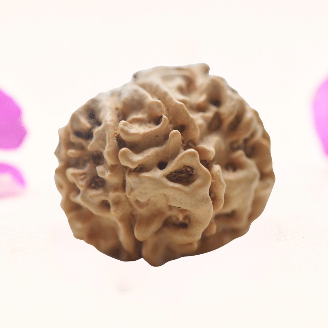 8 Mukhi Nepali Rudraksha - Regular