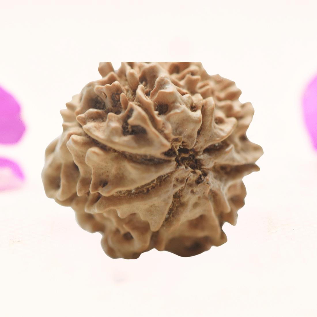 8 Mukhi Nepali Rudraksha - Regular