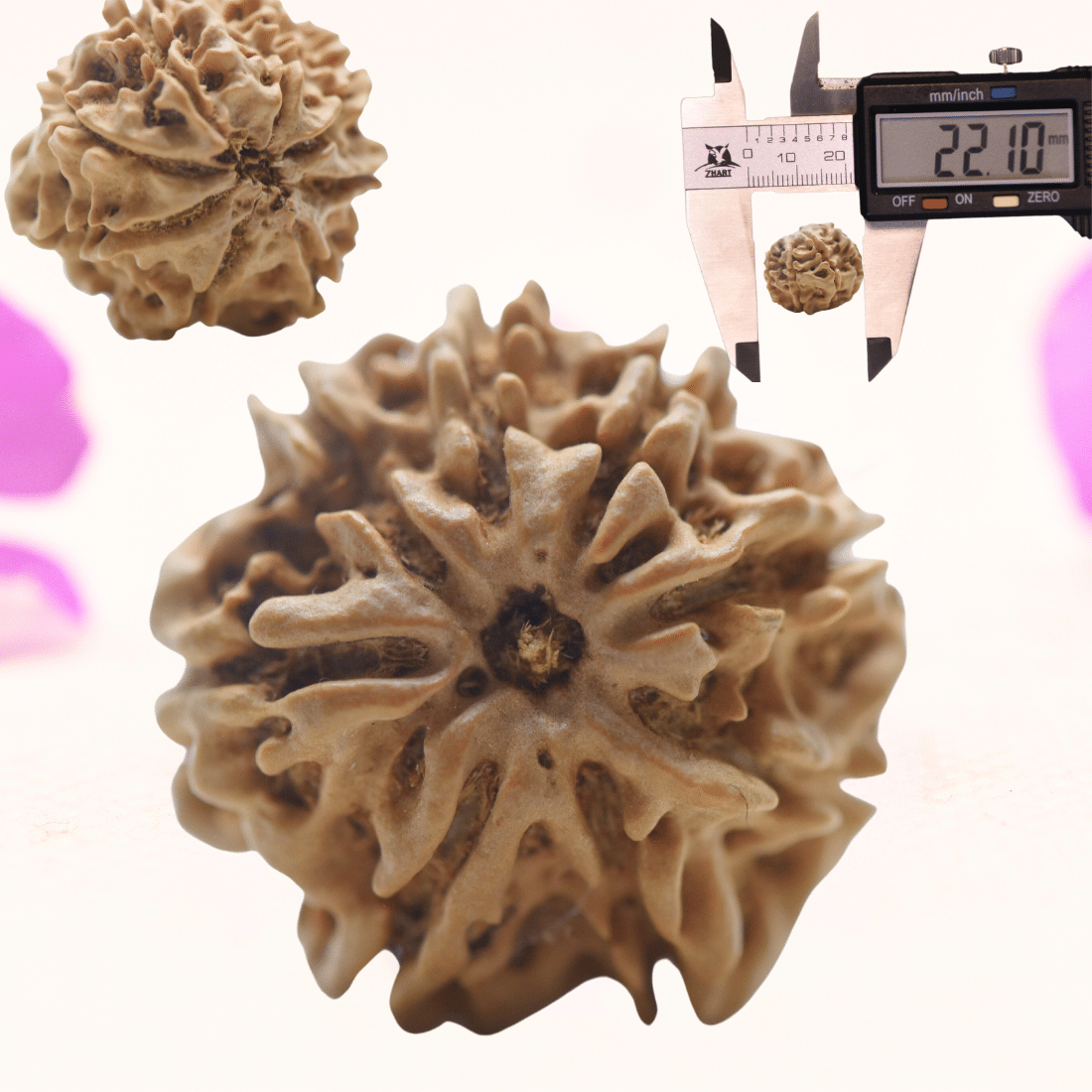 8 Mukhi Nepali Rudraksha - Regular