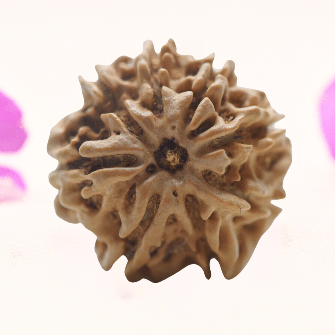 8 Mukhi Nepali Rudraksha - Regular