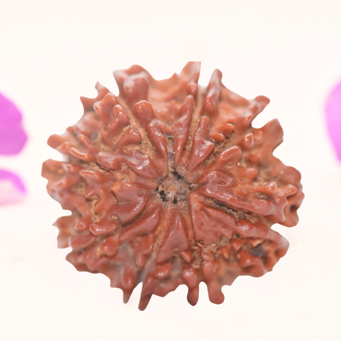 8 Mukhi Nepali Rudraksha - Regular
