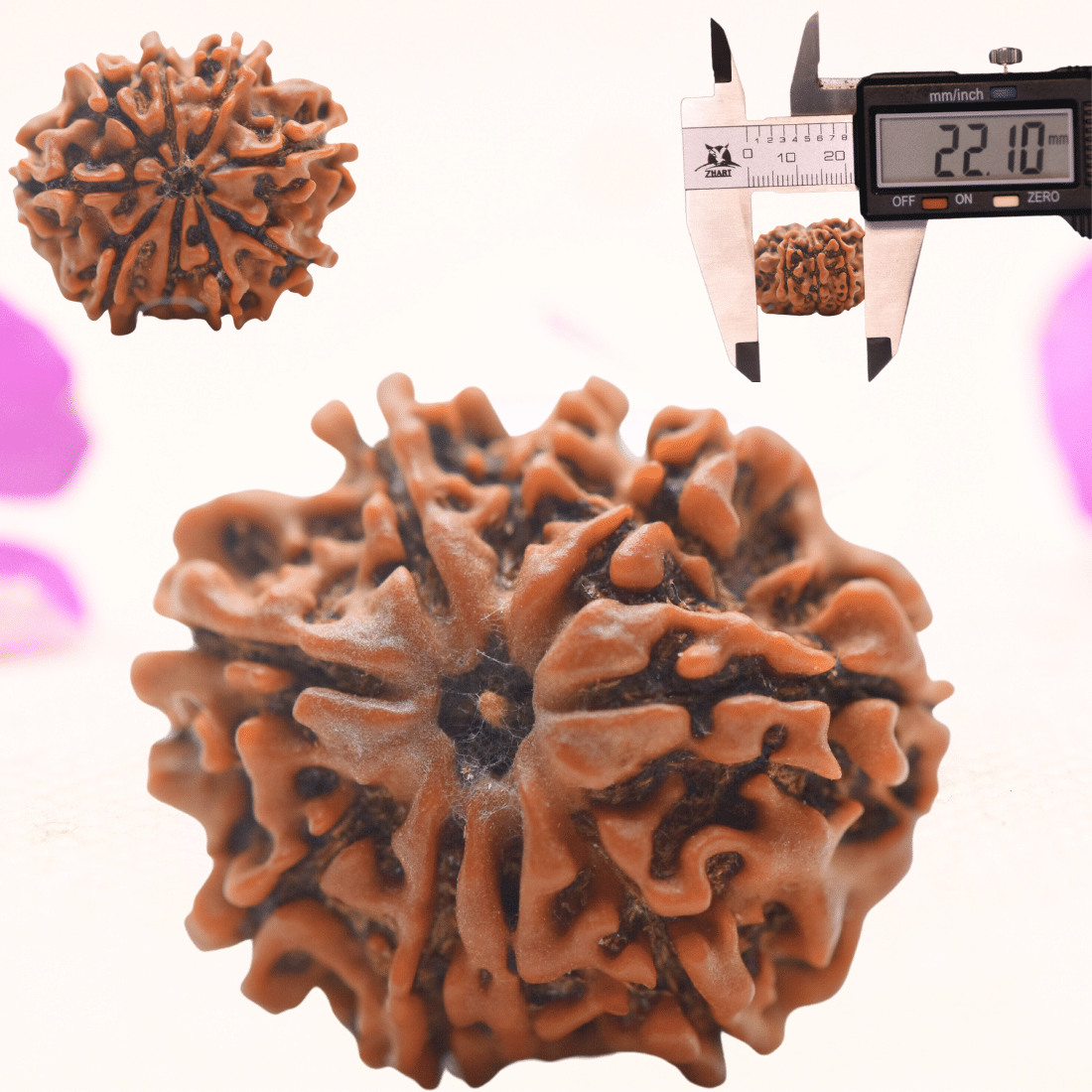8 Mukhi Nepali Rudraksha - Regular