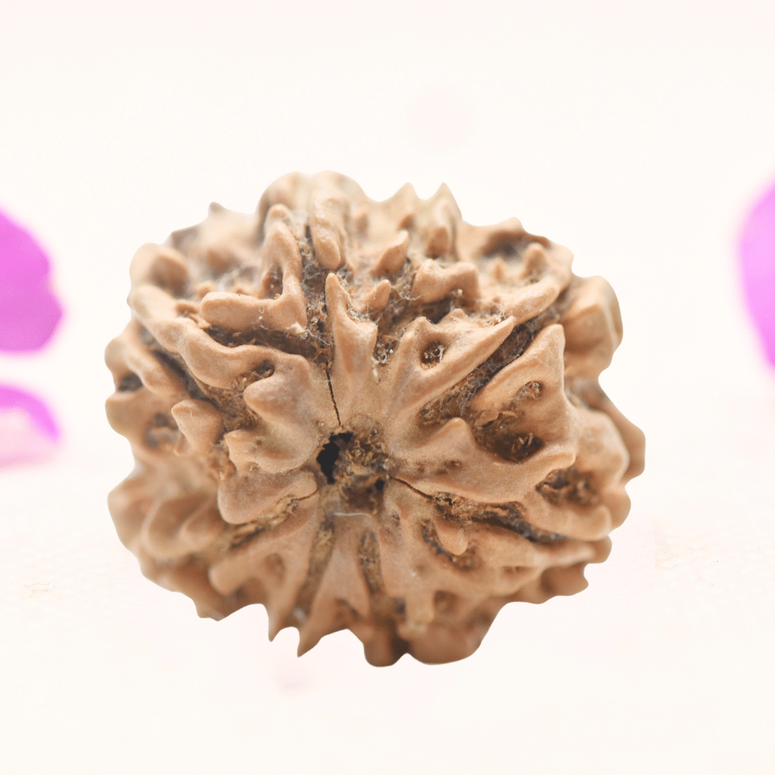 8 Mukhi Nepali Rudraksha - Regular