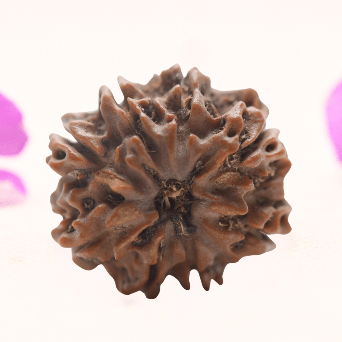 8 Mukhi Nepali Rudraksha - Regular