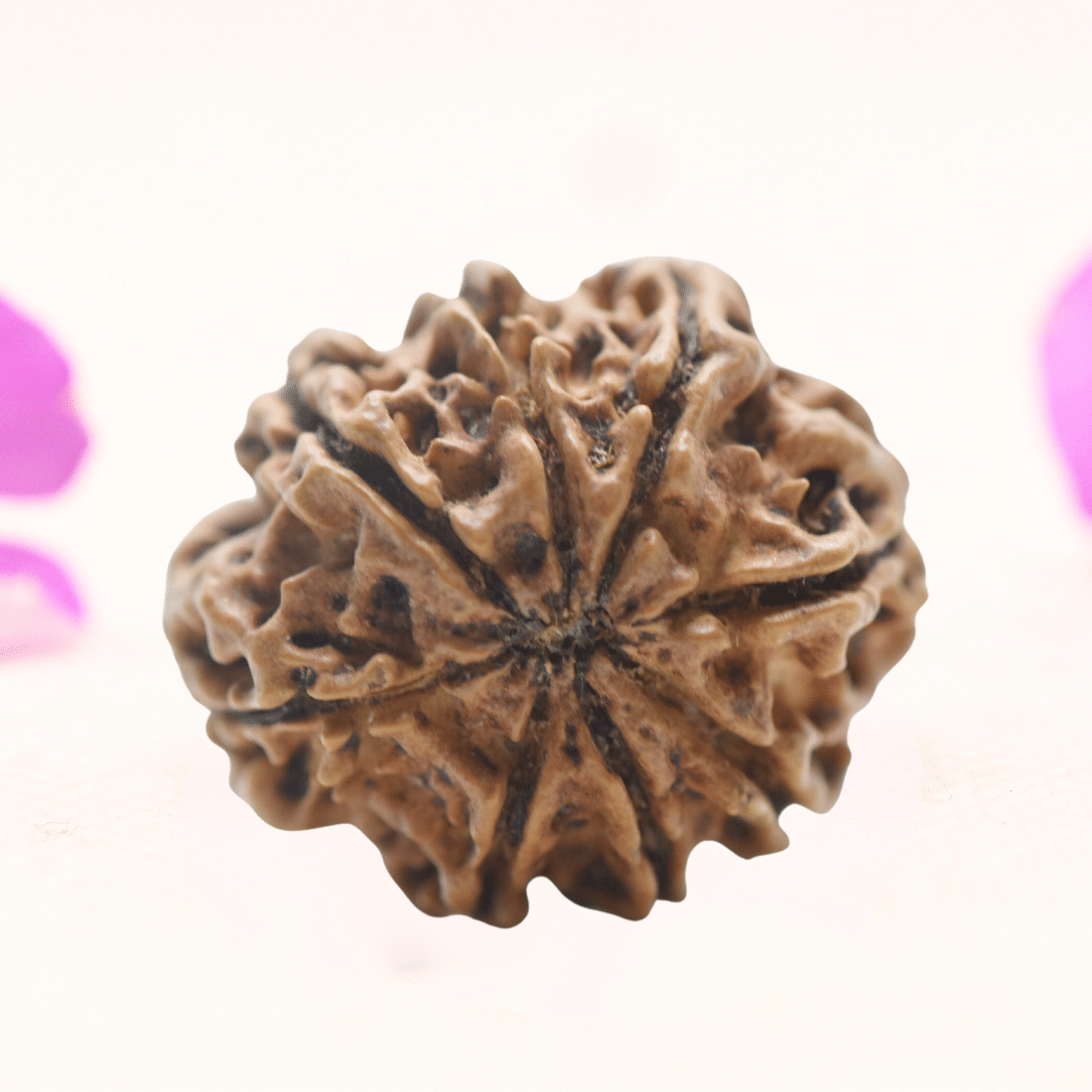 8 Mukhi Nepali Rudraksha - Regular
