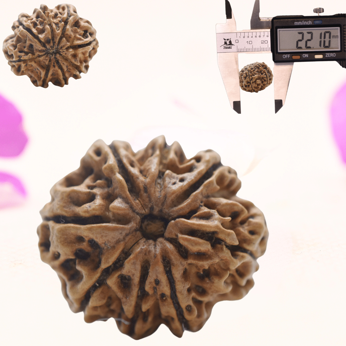 8 Mukhi Nepali Rudraksha - Regular