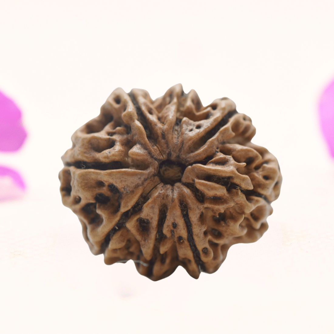 8 Mukhi Nepali Rudraksha - Regular