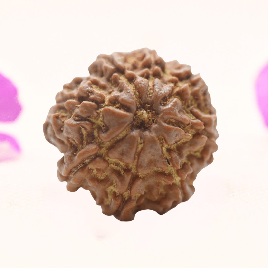 8 Mukhi Nepali Rudraksha - Regular