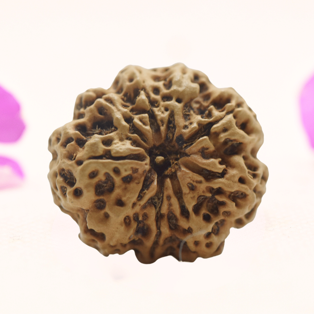 8 Mukhi Nepali Rudraksha - Regular