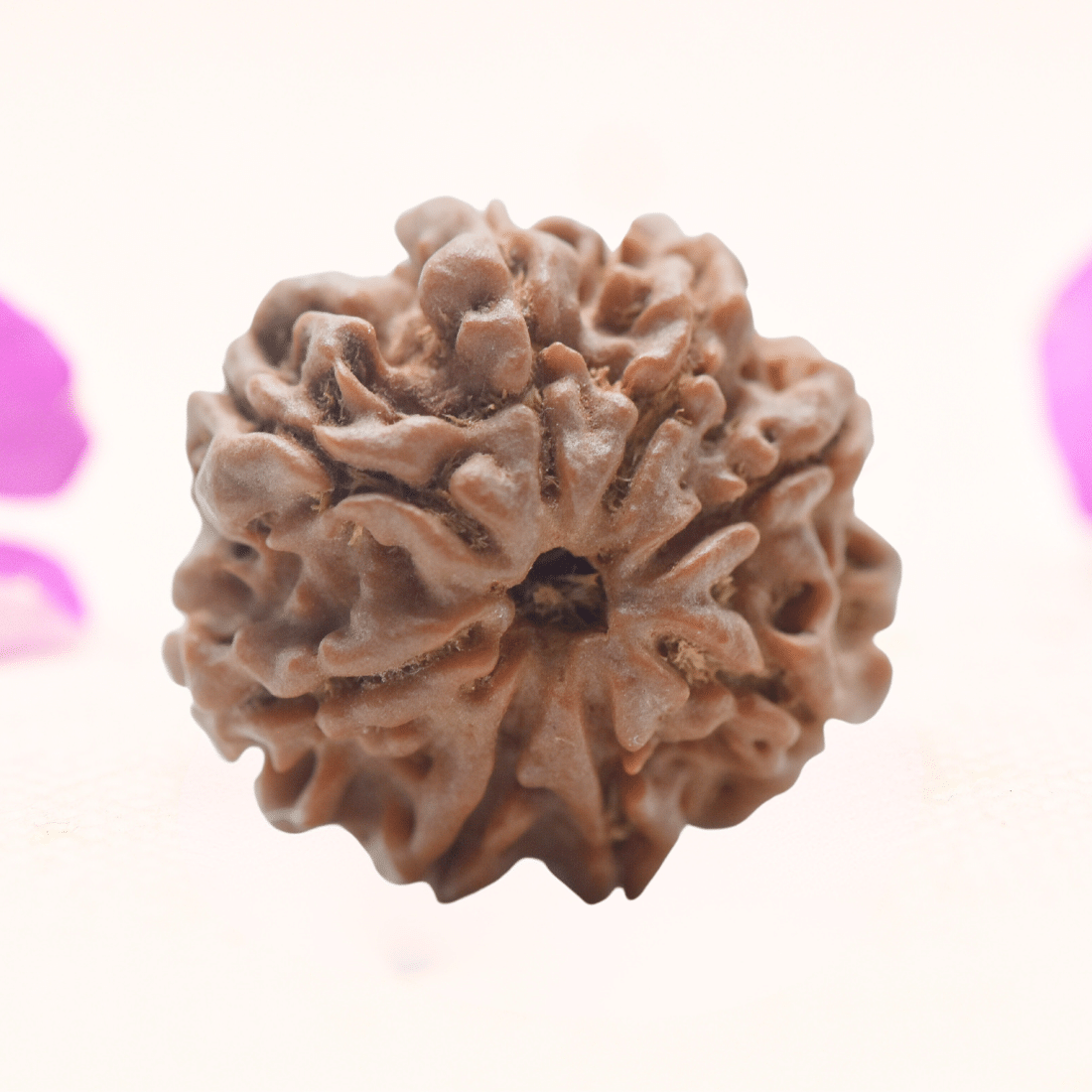 8 Mukhi Nepali Rudraksha - Regular