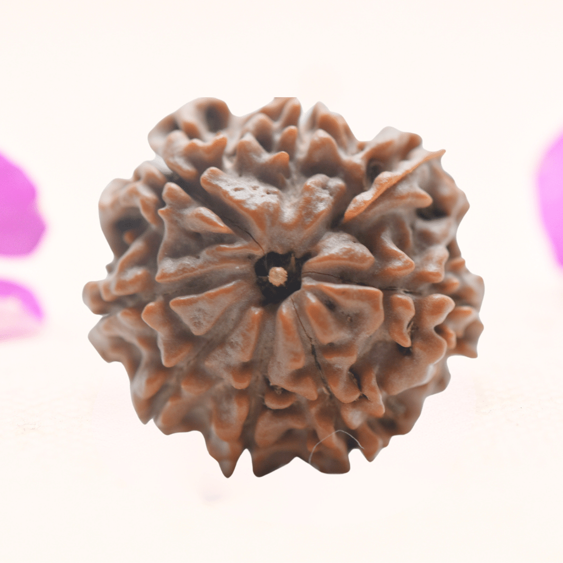 8 Mukhi Nepali Rudraksha - Regular