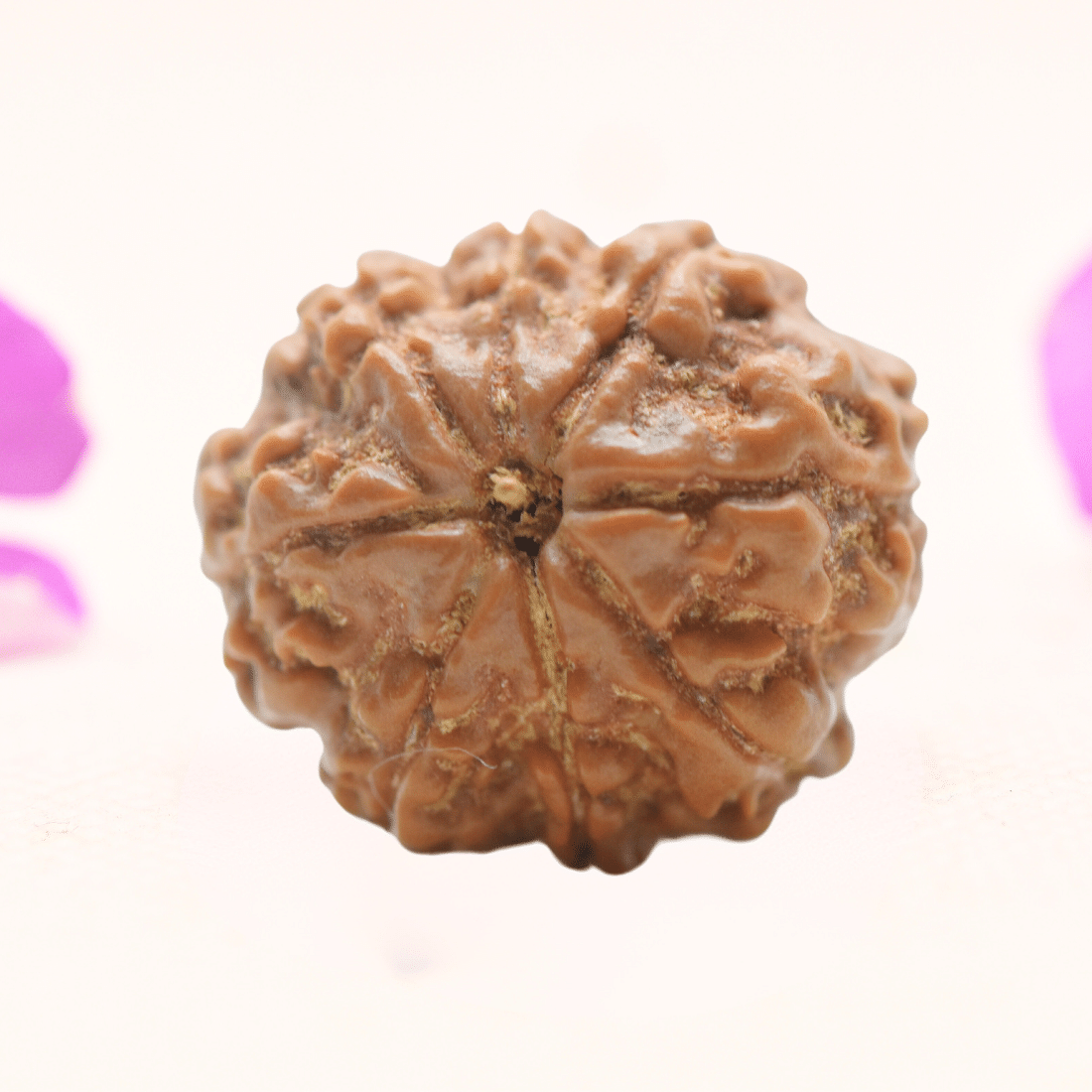 8 Mukhi Nepali Rudraksha - Regular