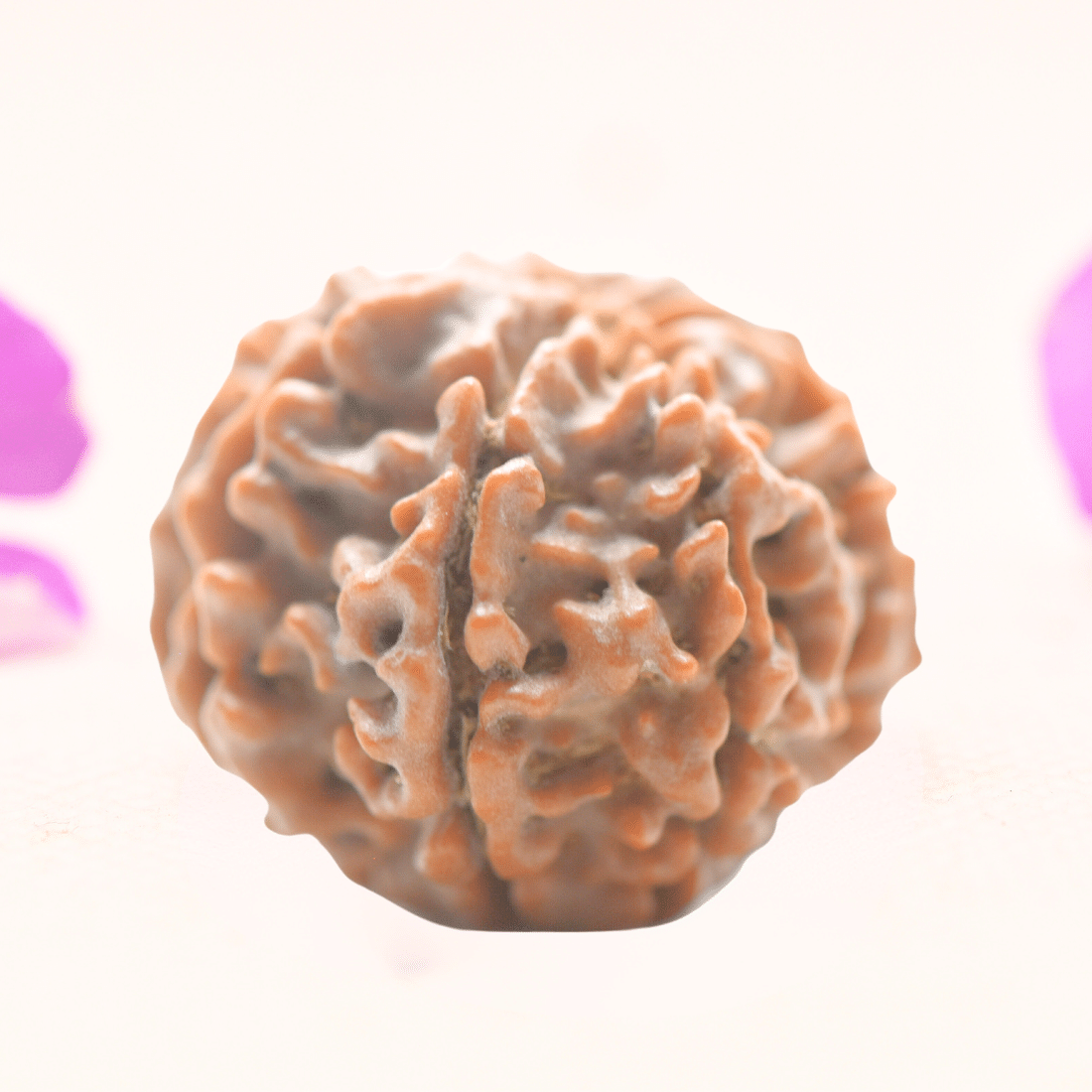 8 Mukhi Nepali Rudraksha - Regular